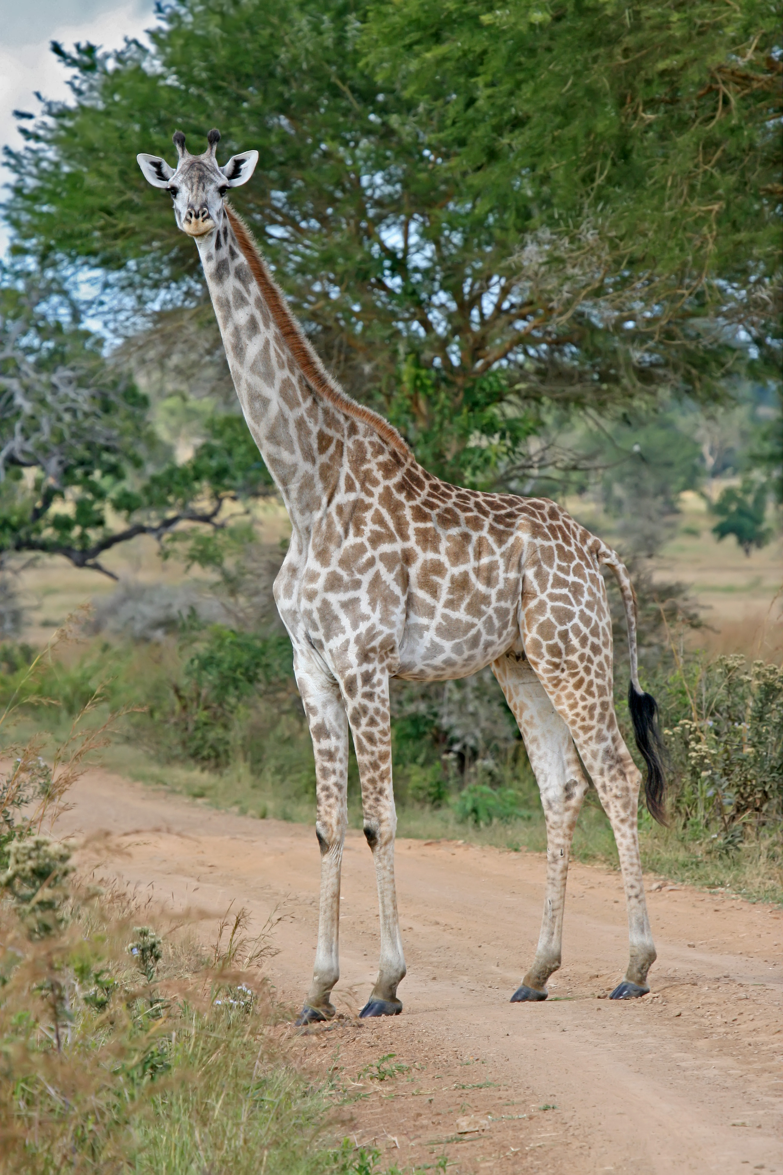 Female_Giraffe_Mikumi_National_Park