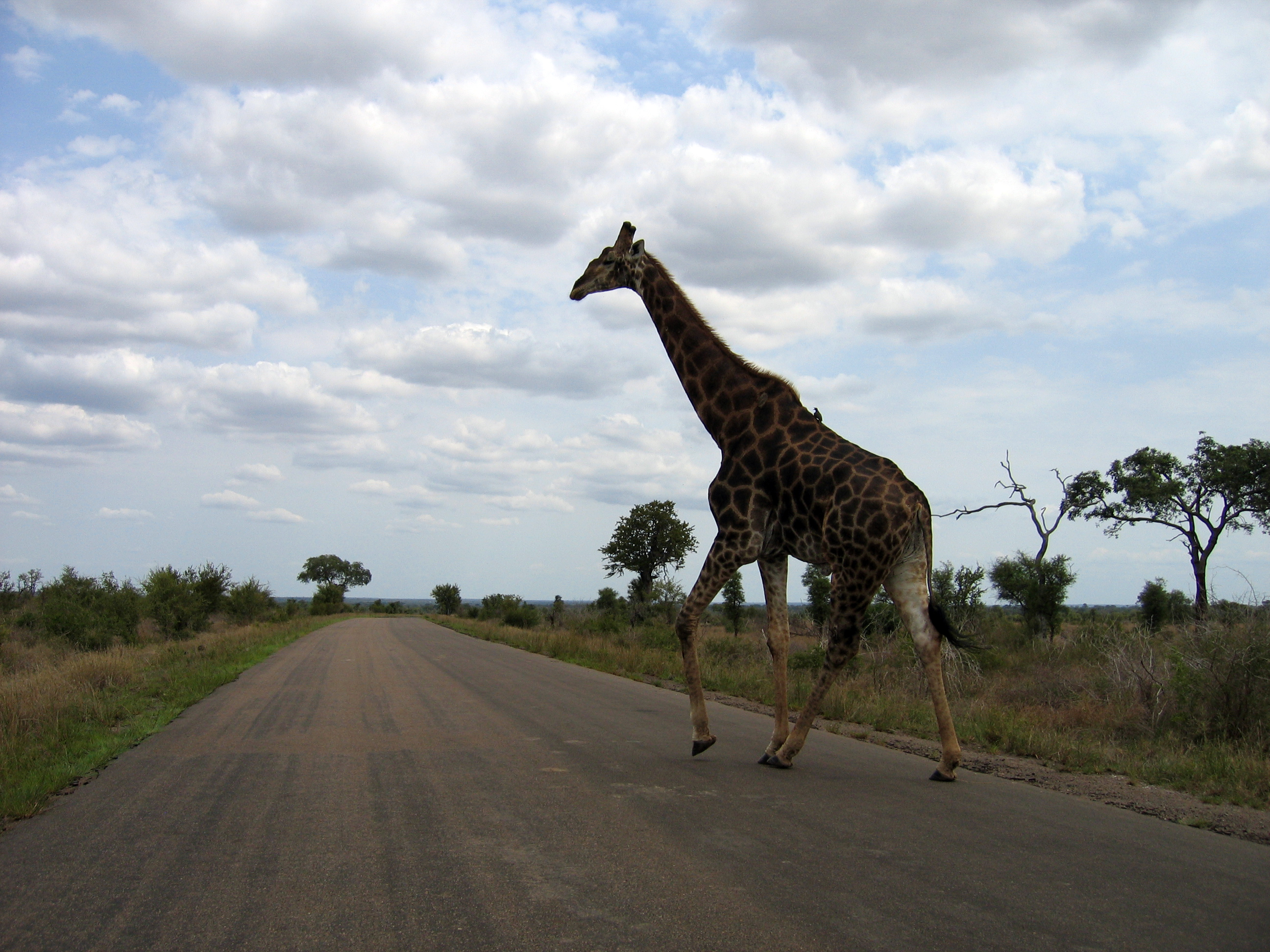 giraffe_crossing_the_road_in_kruger_national_park